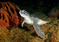   Green Sea Turtle Fliendly Clos Aguadilla PR  